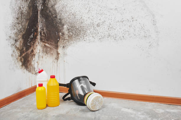 Best Emergency Mold Remediation in Tarrytown, NY