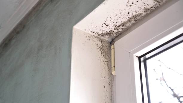 Reliable Tarrytown, NY Mold Remediation Solutions