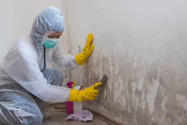 Best DIY Mold Remediation Support Services in Tarrytown, NY