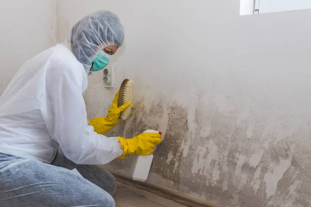 Best Mold Remediation for Schools in Tarrytown, NY