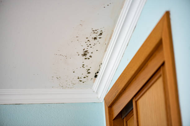Best Insurance-Related Mold Remediation in Tarrytown, NY