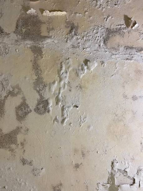 Best Post-Flood Mold Remediation in Tarrytown, NY